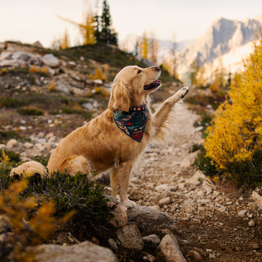 Woofino™ Bowl Woofino