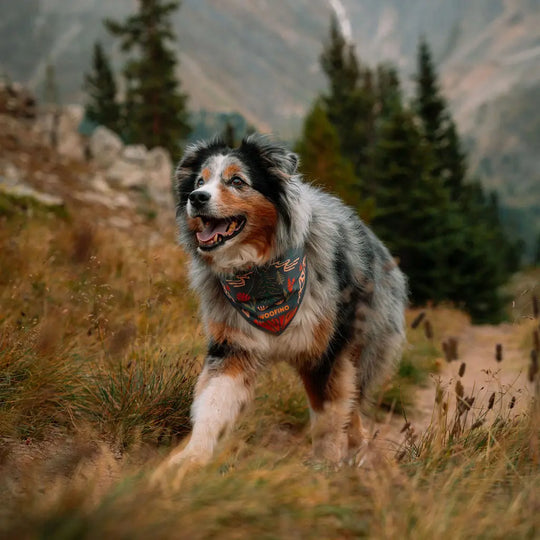 Woofino™ Bowl Woofino